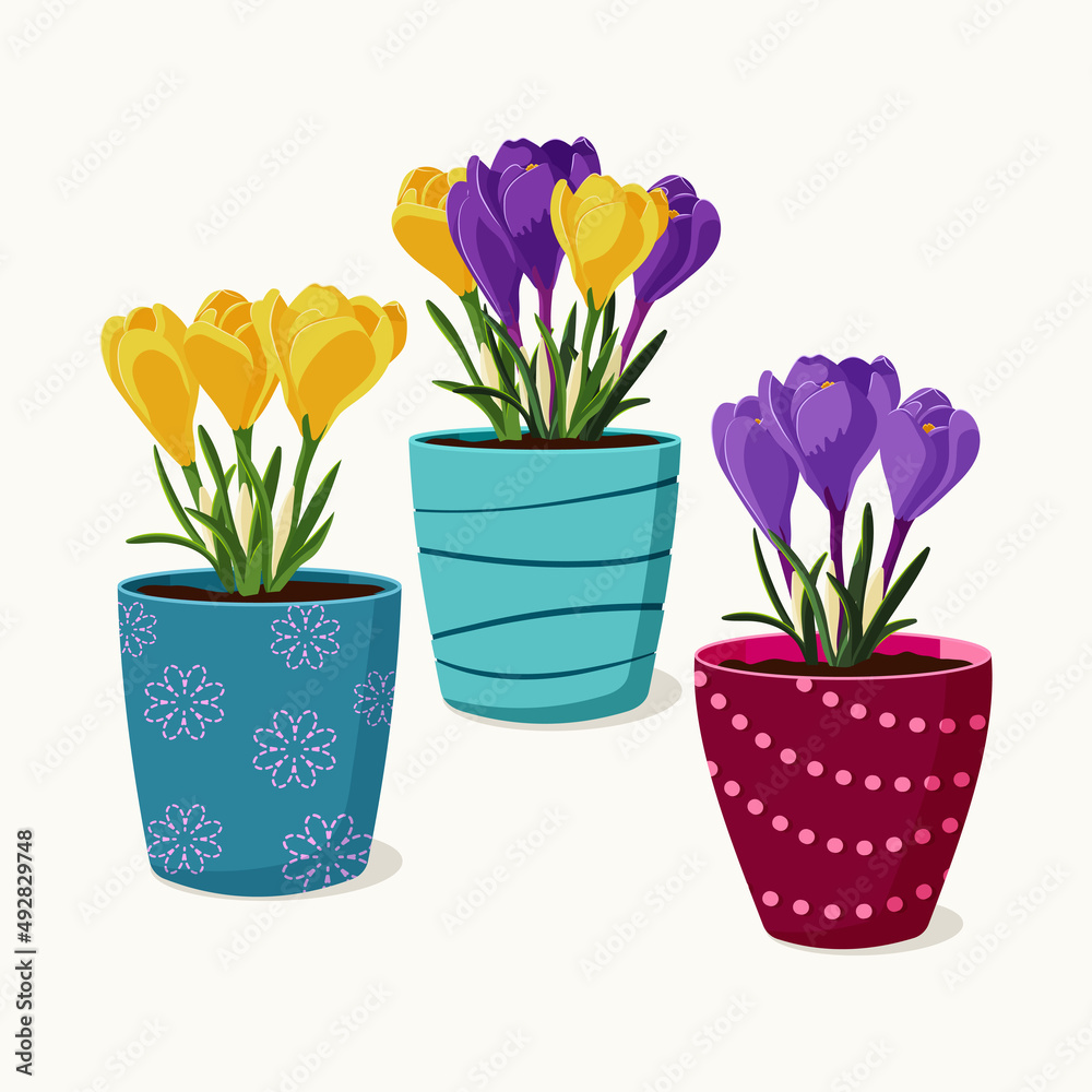 Obraz premium Set of flower pots with yellow and violet crocus flowers. Vector isolated elements. Gardening and spring vector illustration for background, textile, poster, scrapbooking, set of stickers.