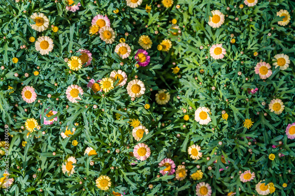 Marguerite - Argyranthemum Frutescens