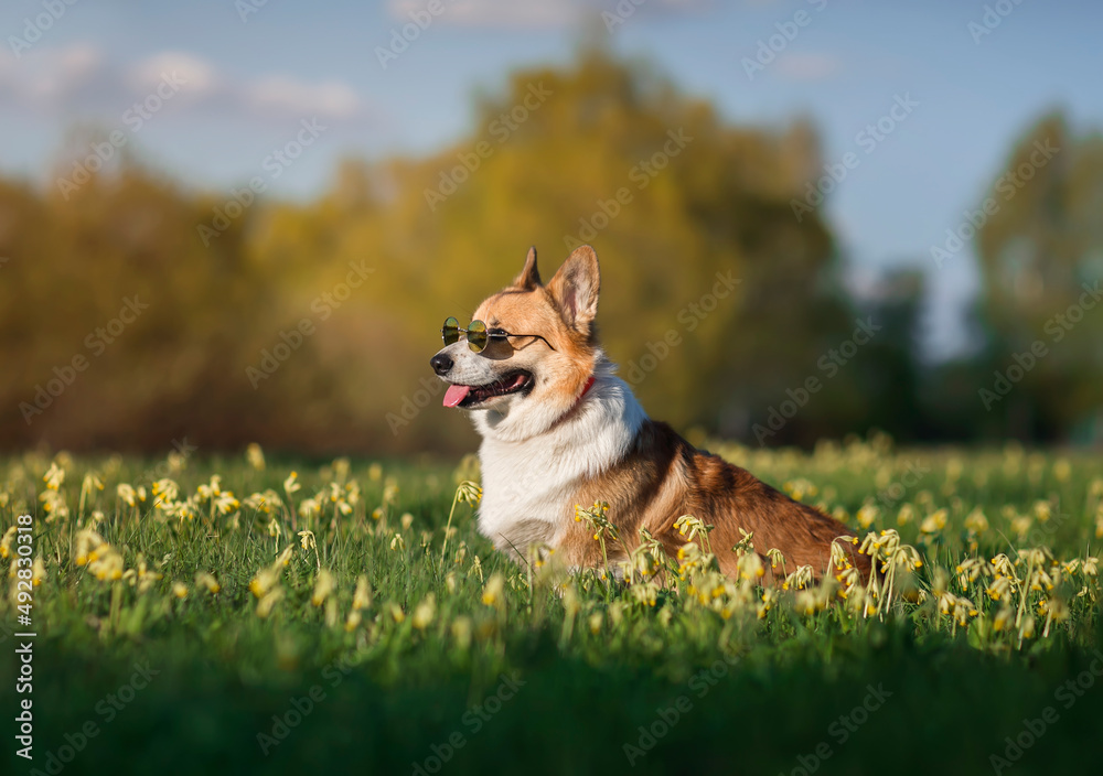 funny corgi dog in fashionable sunglasses sitting on a spring blooming meadow