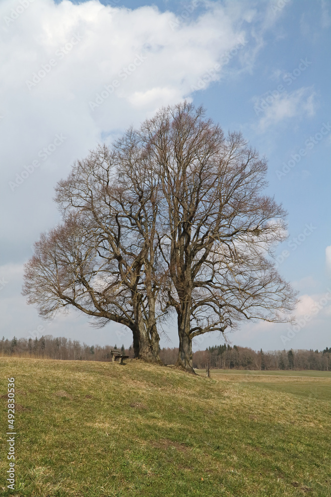 Obraz premium kahler Baum