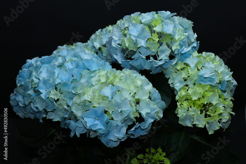 Beautiful blue and white hydrangea isolated on a black background. Potted houseplant