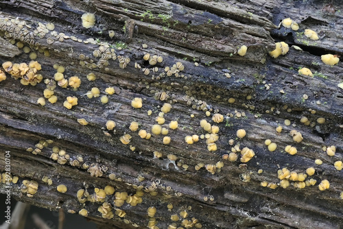 Tiny cup fungus growing on a submerged log on a forest stream in Finland