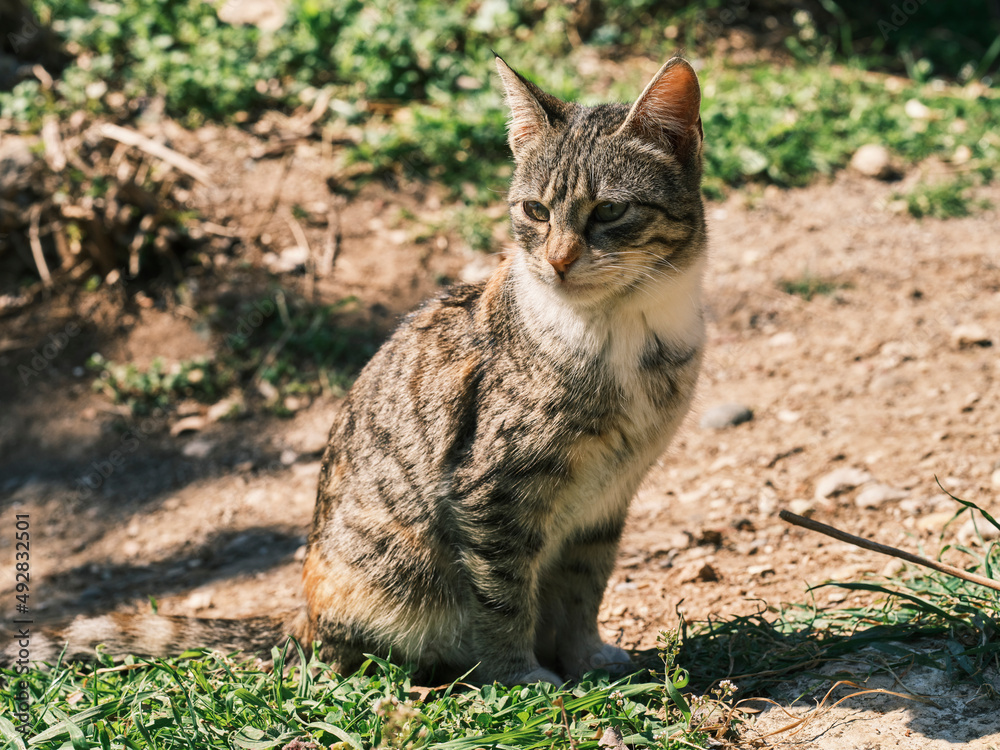 Naklejka premium portrait of a cute cat