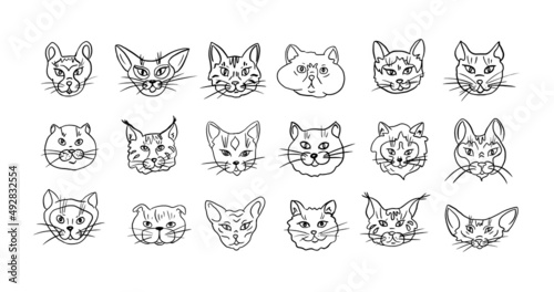Set of different breeds of cats drawn in vector.Icons for petshops, banners, ads. Doodle style, vector illustration