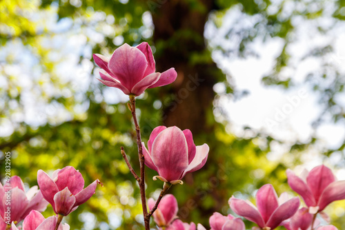 Beautiful blooming pink magnolia tree in park