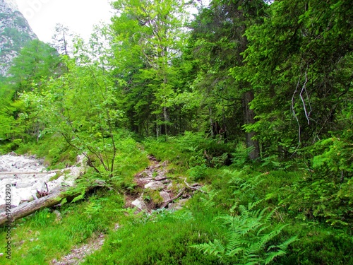 Path leading past a dry creek or torrent on one side and a spruce and beech forest on the other in Triglav national park and Julian alps, Slovenia