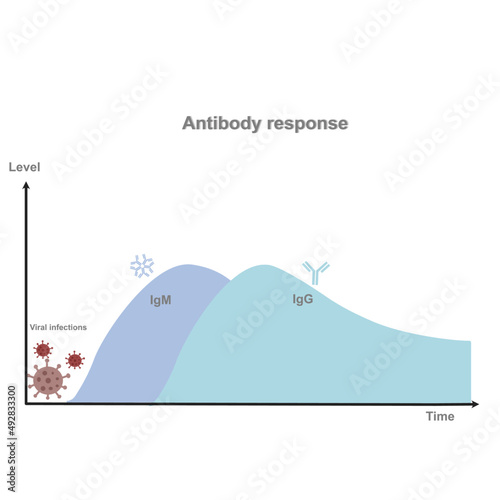 A graph represent the correlation between antibody response (IgM and IgG) level and responding time after viral infection.  photo