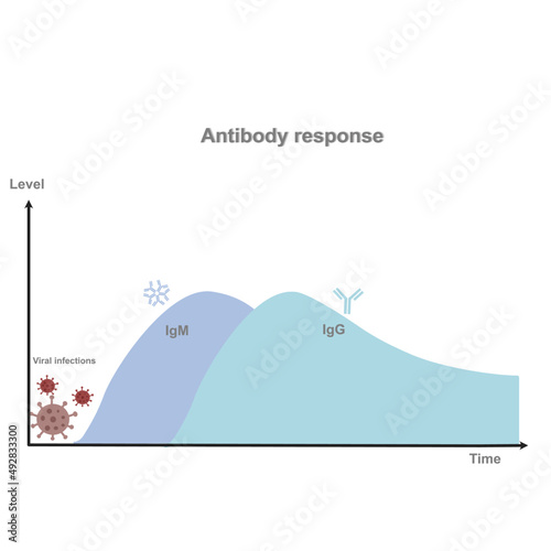 A graph represent the correlation between antibody response (IgM and IgG) level and responding time after viral infection. 
