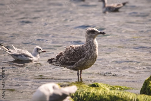 Beautiful seaside nature. Seagull on the sandy beach by the sea.