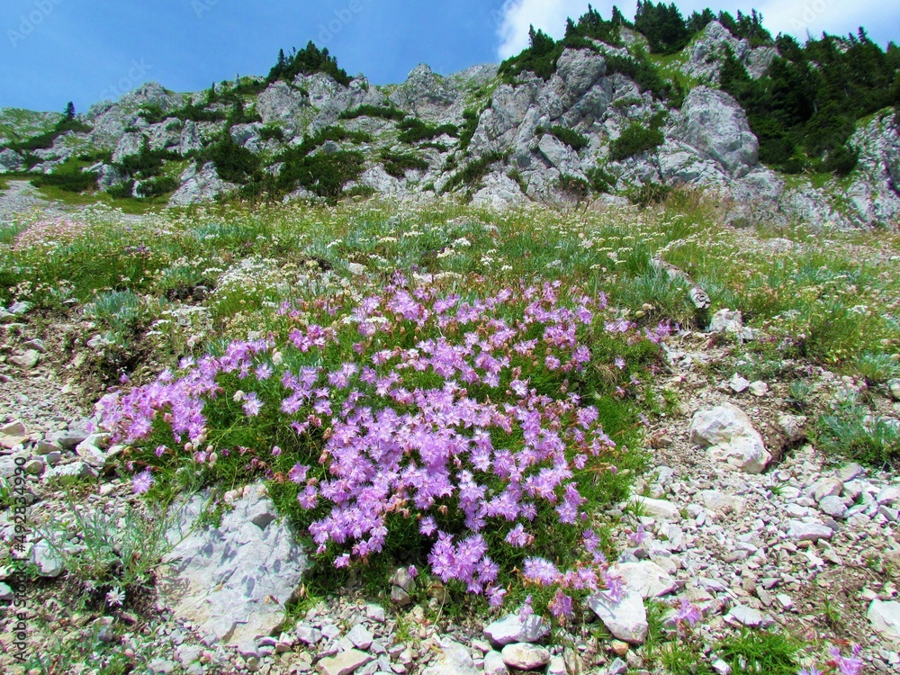 Obraz premium Patch of pink flowering Dianthus sternbergii flowers growing on a rocky alpine slope with step slopes in the back in the Karavanke mountain range in Gorenjska region of Slovenia