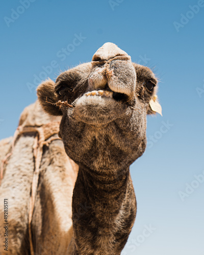 dromadaire chameau dans le desert, Morocco Maroc