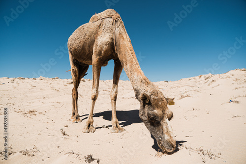 dromadaire chameau dans le desert, Morocco Maroc photo