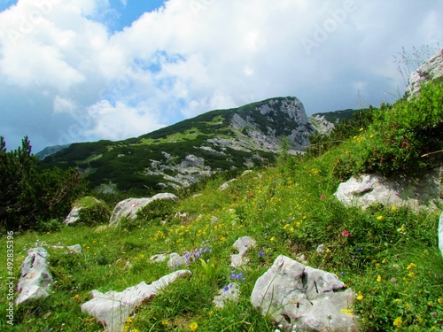 Scenic view of mountain Vrh korena above Krvavec in Kamnik-savinja alps in Gorenjska region of Slovenia with alpine landscape in front and a wildflower garden of earleaf bellflower and rock rose photo