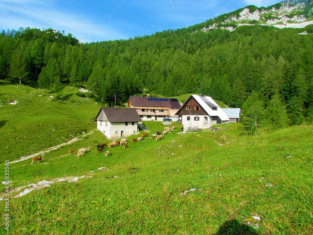 Herd of cows beaing herded towards the stall at the Lipanca pasture above Pokljuka in Triglav national park in Gorenjka region of Slovenia with houses on the pasture and larch forest covering slopes