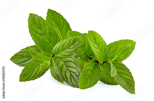 Mint leaves  isolated on white background. Peppermint closeup.