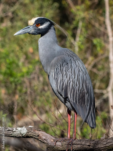 Foto yellow crowned night heron perched in a tree with its neck extended