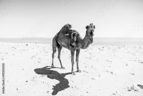 dromadaire chameau dans le desert, Morocco Maroc