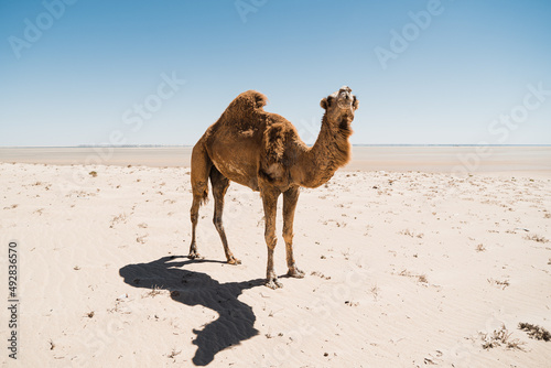 dromadaire chameau dans le desert, Morocco Maroc