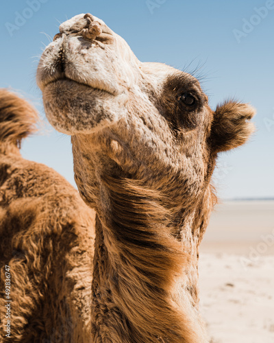 dromadaire chameau dans le desert, Morocco Maroc