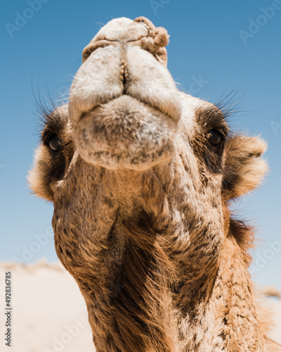 dromadaire chameau dans le desert, Morocco Maroc