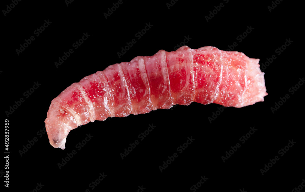 Red maggot worm isolated on black background.