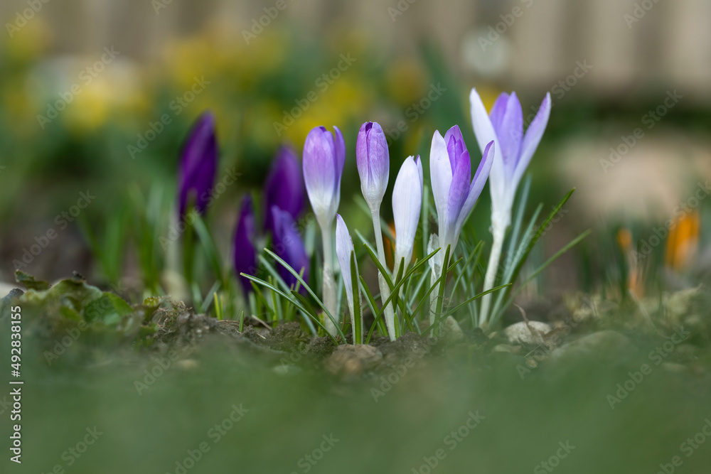 Krokusse (Crocus) im Garten Krokusse (Crocus) im Garten