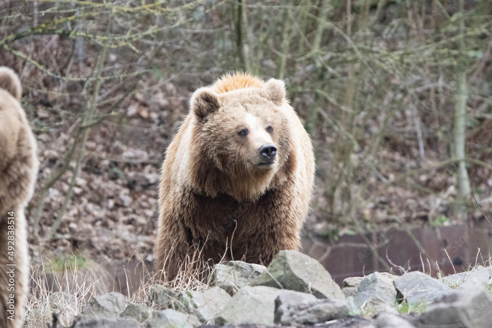 Obraz premium brown bear cub