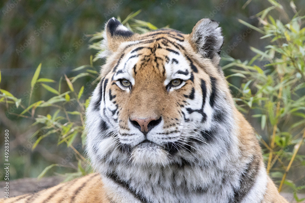 tiger in the wild tiger in the wild