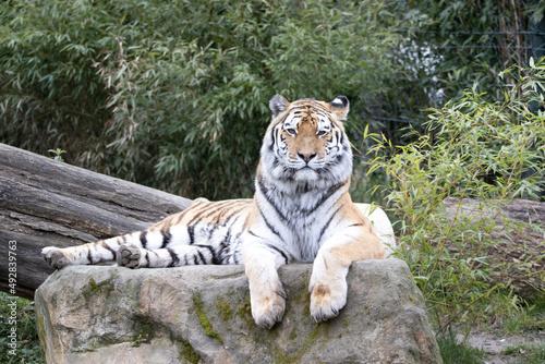 Fototapeta Naklejka Na Ścianę i Meble -  tiger in the zoo