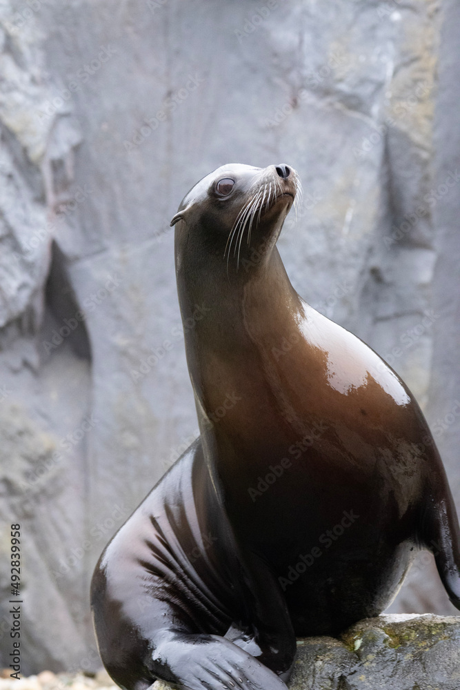 Fototapeta premium island sea lion