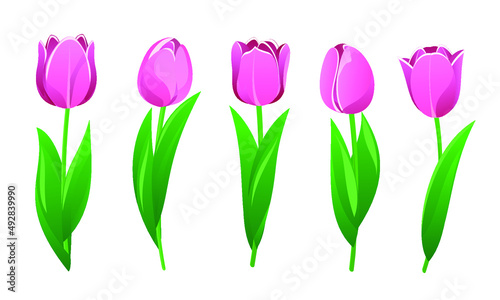 Vector illustration of spring pink tulips isolated on white background.