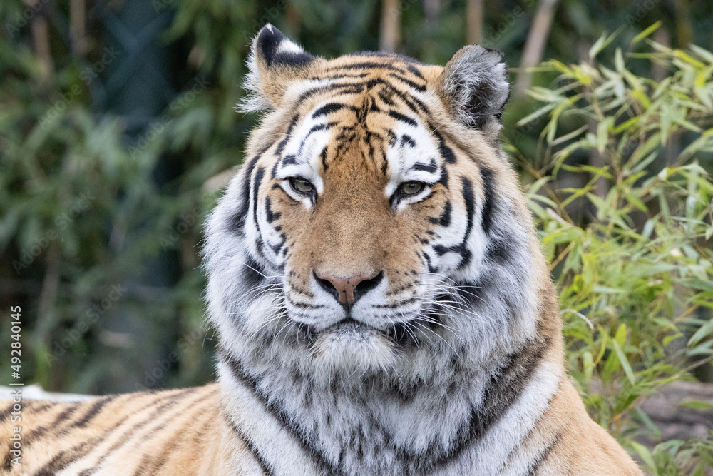 Fototapeta premium tiger in the wild