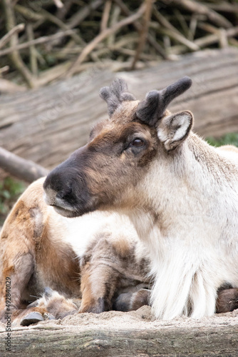 baby goat with parent