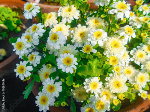 marguerite daisy or summer daisy flowers with sunshine and shadow
