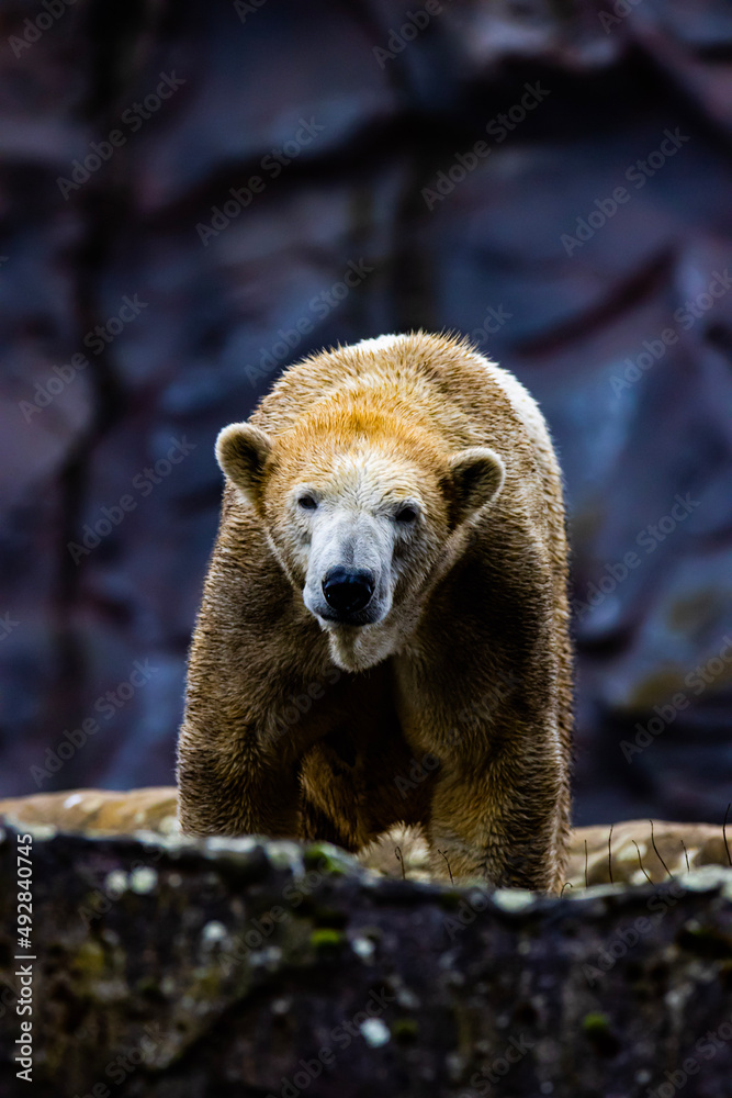 Fototapeta premium brown bear cub