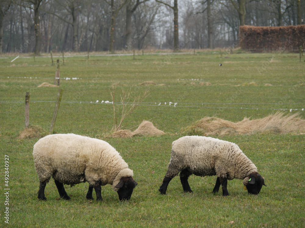 Die Umgebung von Winterswijk in den Niederlanden Die Umgebung von Winterswijk in den Niederlanden
