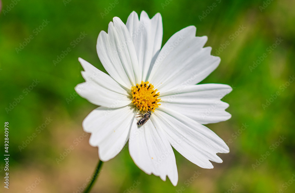 Bee having honey on cosmos flower (Cosmos Bipinnatus). Honey bee collecting pollen at cosmos flower. Bee having honey on cosmos flower (Cosmos Bipinnatus). Honey bee collecting pollen at cosmos flower.