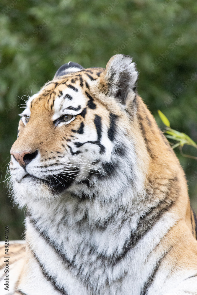 Obraz premium tiger in the wild