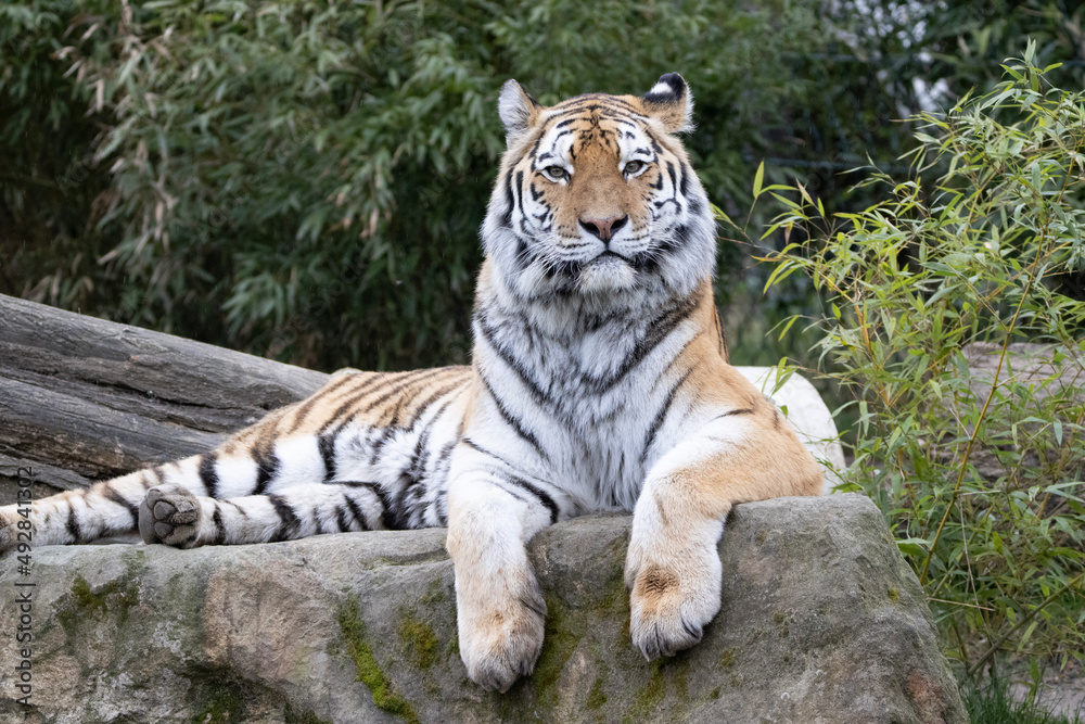Obraz premium tiger in the wild