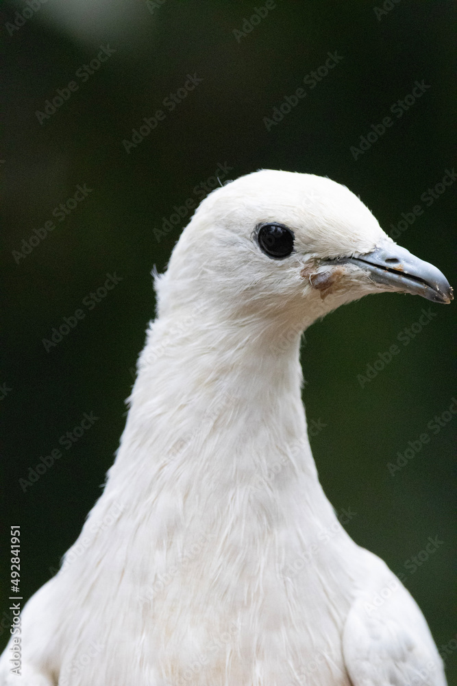 close up of a white bird