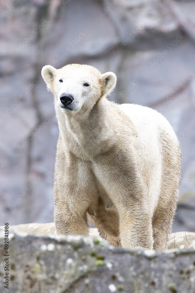 Fototapeta premium polar bear cub