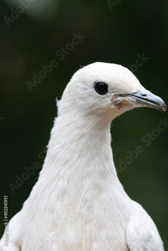 close up of a white bird