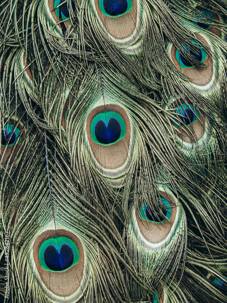 Colorful peacock feathers in pattern. Peacock tail feather in detail Stock  Photo | Adobe Stock