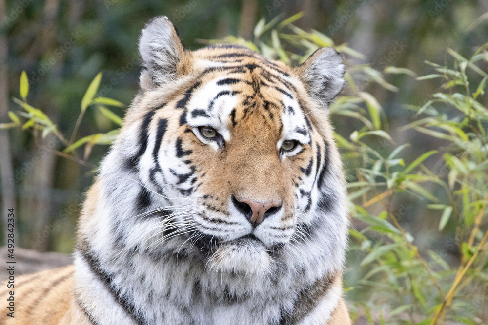 Obraz premium tiger in zoo