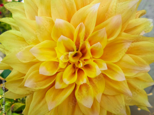 close up of yellow dahlia flower looks beautiful karma gold blossom photo