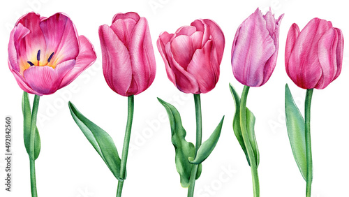 Tulips flower. Watercolor spring flowers, hand drawing botanical painting, flora design