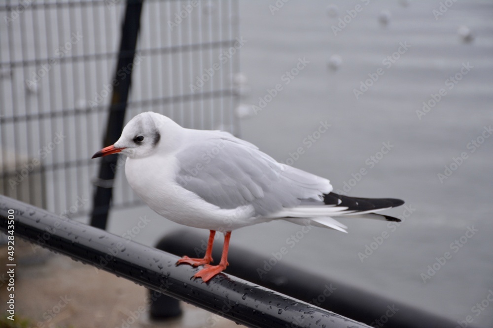 Obraz premium seagull on the pier