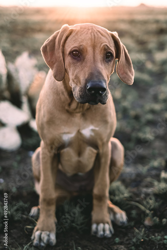 Portrait of a dog.