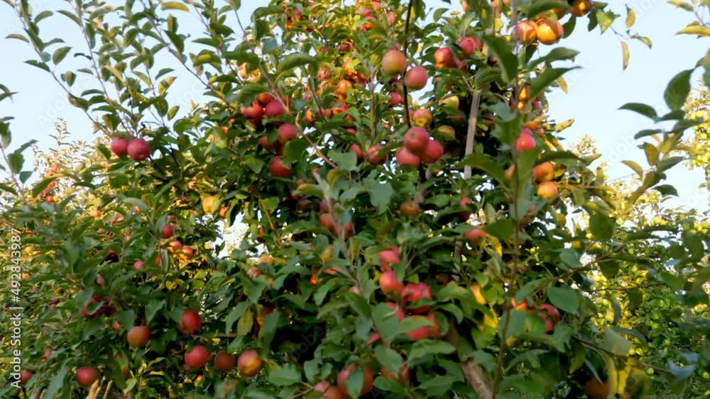 apple garden. apple harvest. beautiful apple orchard with many ripe, red, juicy apples on tree branches, at sunset, in sun flare. organic fruit. eco garden. Gardening. organic food. apple garden. apple harvest. beautiful apple orchard with many ripe, red, juicy apples on tree branches, at sunset, in sun flare. organic fruit. eco garden. Gardening. organic food.