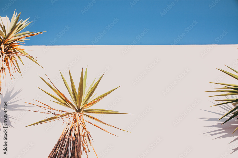palm tree on white wall background palm tree on white wall background